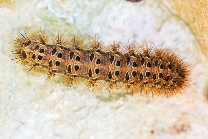 Bruco da identificare - Cymbalophora pudica